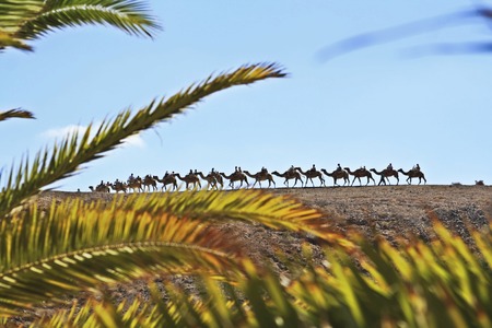 Dromedaries in single fileの写真素材