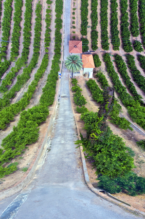 Orange trees field in Valencia, Spainの写真素材