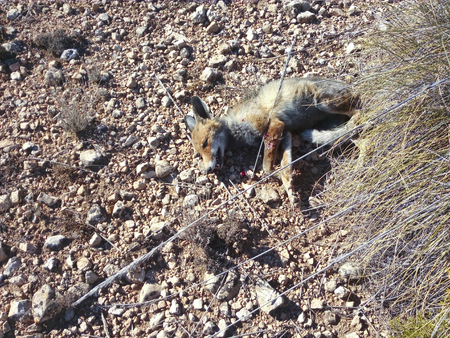 Hunted Fox dead by gun shotの写真素材