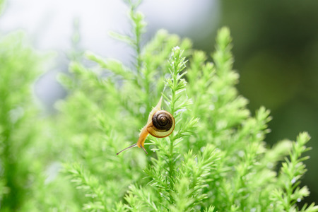 Snail on green leaf with drop after rainの写真素材