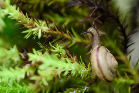Snail on green leaf with drop after rainの写真素材