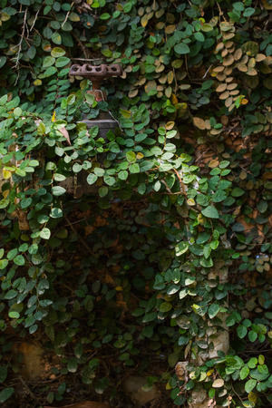 Climbing plants covers pipelineの写真素材