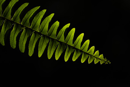 Close up Green Leaf Textureの写真素材