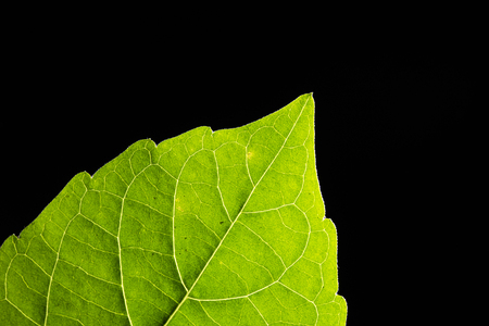 Close up Green Leaf Textureの写真素材