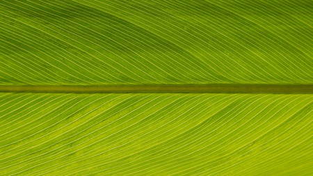 Green Leaf