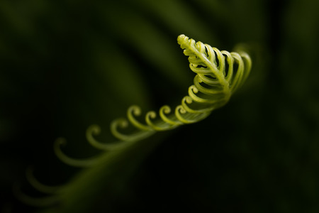 Curly leafの写真素材