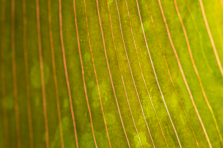 Leaf with water drop