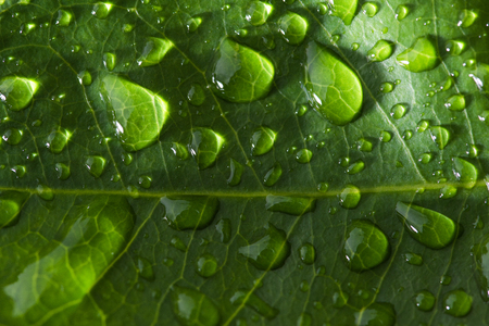 Leaf with water dropの写真素材