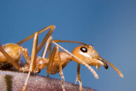 Red Ants