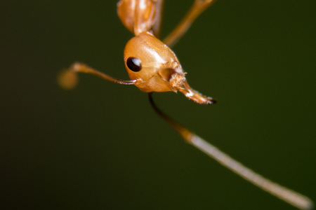 Red Ants