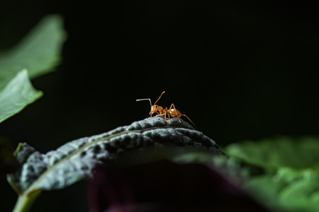 Red antの写真素材