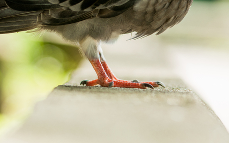 Bird Feet in red