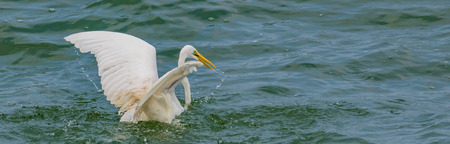 Big Bird: Great Egretの写真素材