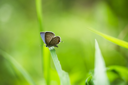 Euchrysops cnejus Butterflyの写真素材