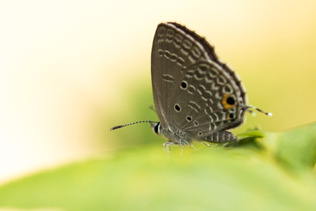 Euchrysops cnejus Butterflyの写真素材