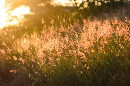 Weeds with side light. brighten the weedsの写真素材