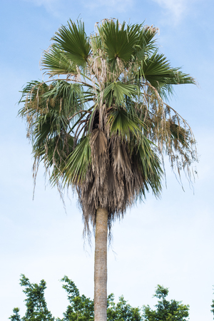 A tall tree to skyの写真素材