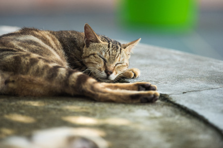 Cat Portraitの写真素材