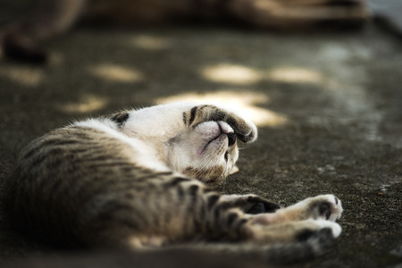 Cat Portraitの写真素材