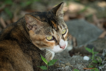 Cat Portraitの写真素材