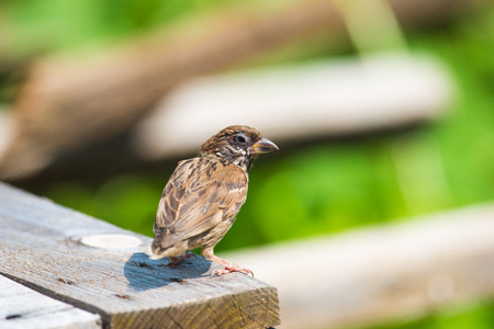 Sparrow under a strong sunの写真素材