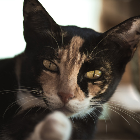Cat Portrait in Tai O Hong Kongの写真素材