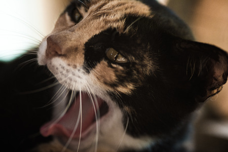Cat Portrait in Tai O Hong Kongの写真素材