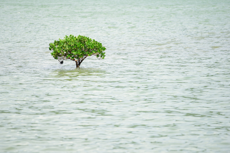 Mangrove Tree in the middle of seaの写真素材