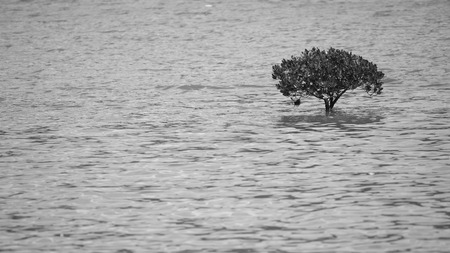 Mangrove Tree in the middle of seaの写真素材