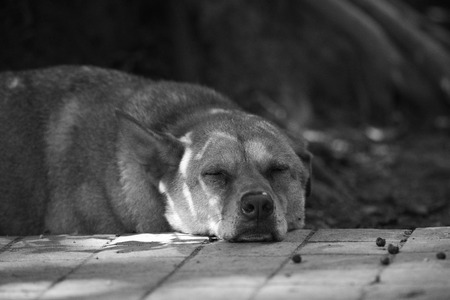 Monochrome: Dog sleeping on streetの写真素材