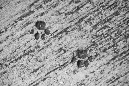 Monochrome: Cat footprintの写真素材