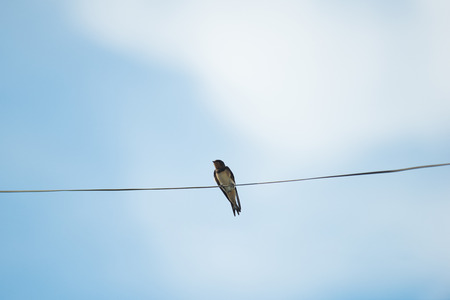 Swallow on cableの写真素材