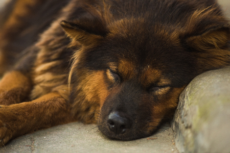 Sleeping homeless dog close-upの写真素材