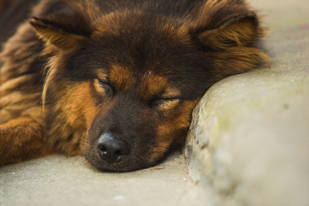 Sleeping homeless dog close-upの写真素材