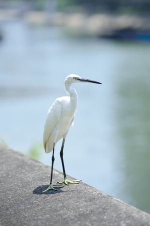 Little egret stood on wall of river bankの写真素材