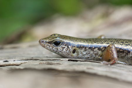 Close up Tiny lizard's headの写真素材