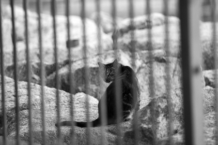 Cat behind railingの写真素材