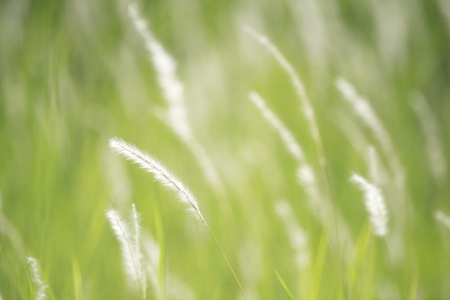 White Weedsの写真素材