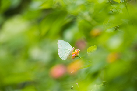 Catopsilia pomona butterfly on flowerの写真素材