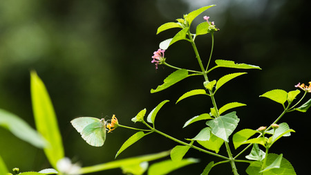 Catopsilia pomona butterfly on flowerの写真素材