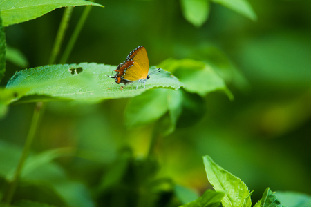 Heliophorus epicles Butterflyの写真素材