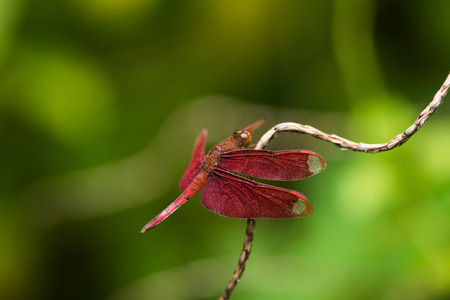 Red dragonflyの写真素材