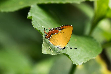 Heliophorus epicles Butterflyの写真素材