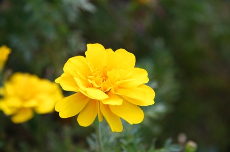Yellow flowerの写真素材