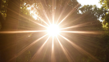 Sunlight in the forest with lens flare effect. Beautiful nature background.の素材