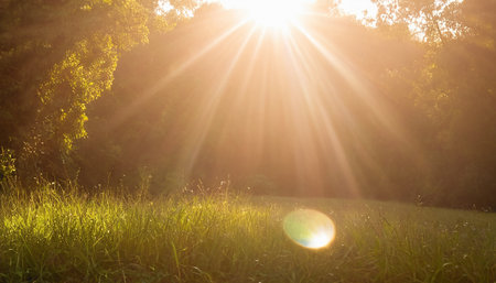 Sunset in the meadow with sunbeams and lens flareの素材