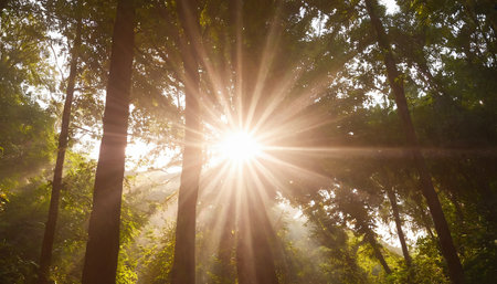 Morning in the forest with sunbeams and lens flare effect.の素材