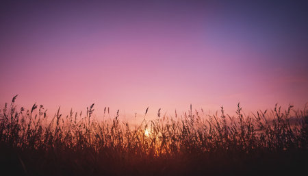Beautiful sunset over the meadow. Nature background. Vintage filter.の素材