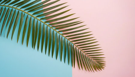 Tropical palm leaves on pink and blue background. Minimal summer conceptの素材