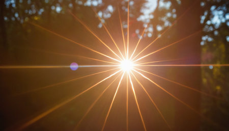 Sun rays through the branches of trees in the forest. Nature backgroundの素材